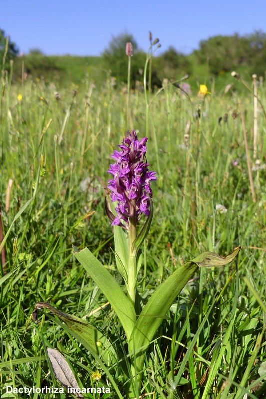 Le orchidee di Cardito, splendide praterie tra il reatino e laquilano.